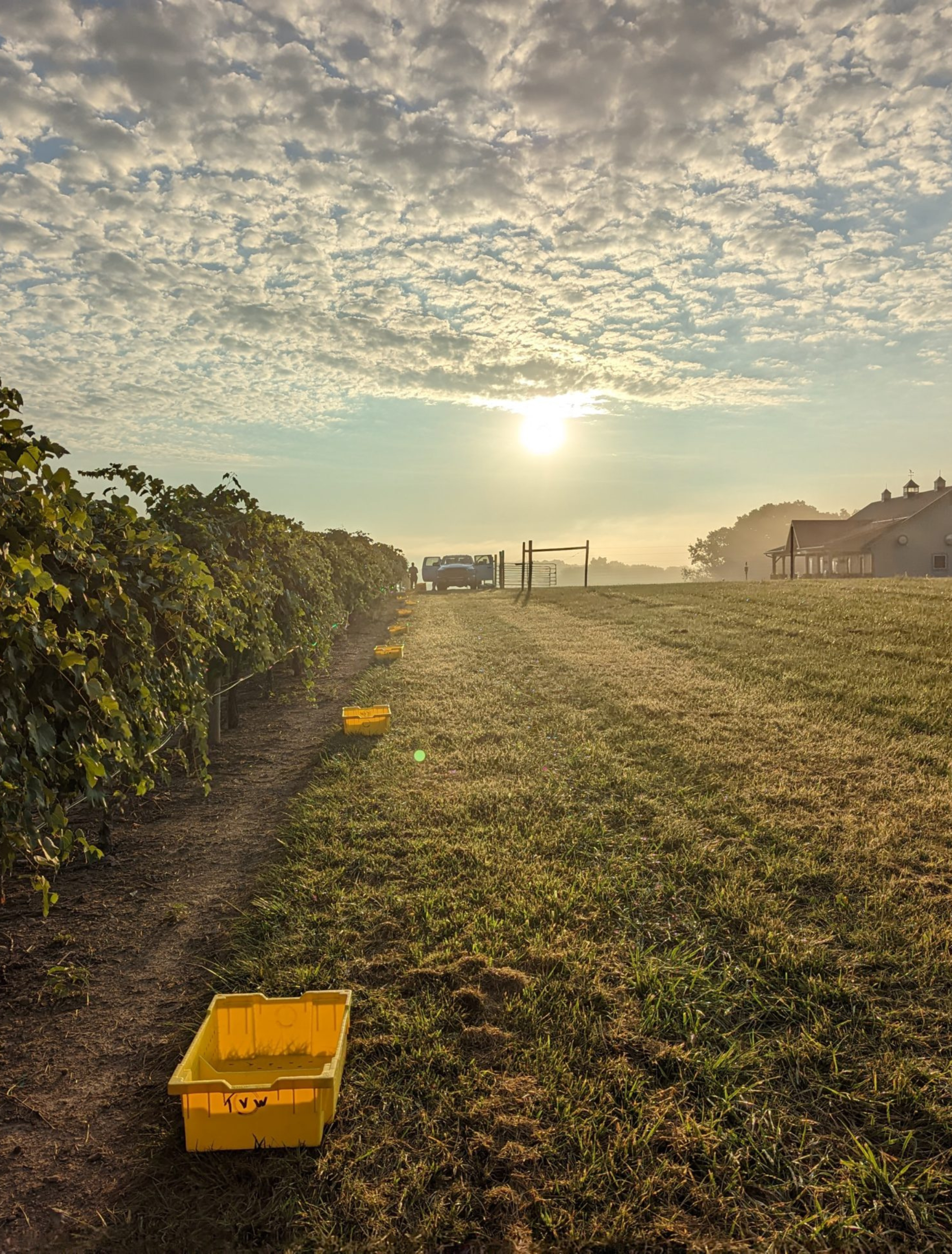 Sunrise on the vineyard