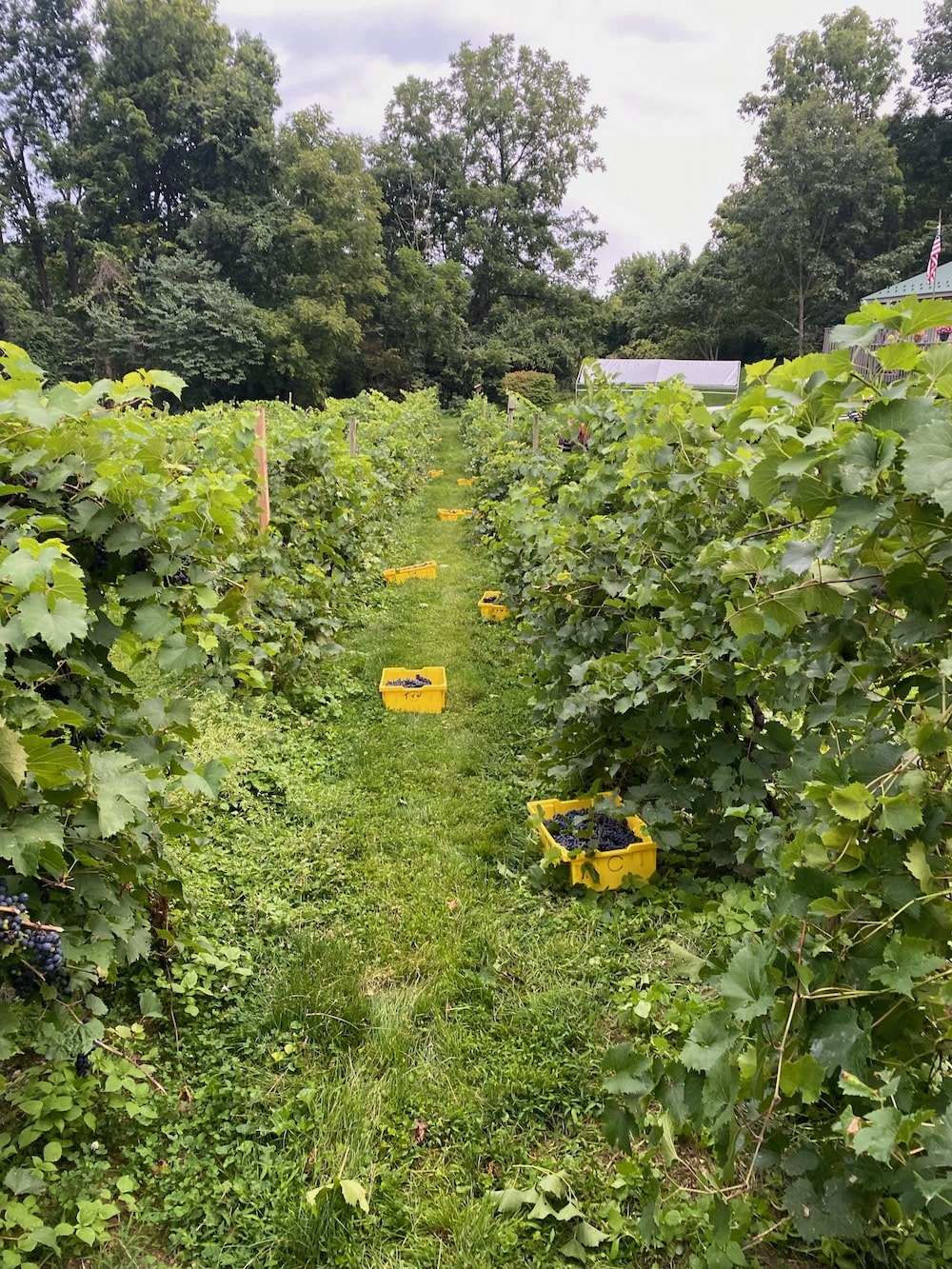 Field and Grapes-min
