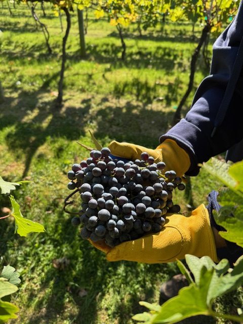 Blaufrankisch Grapes 2024 Harvest